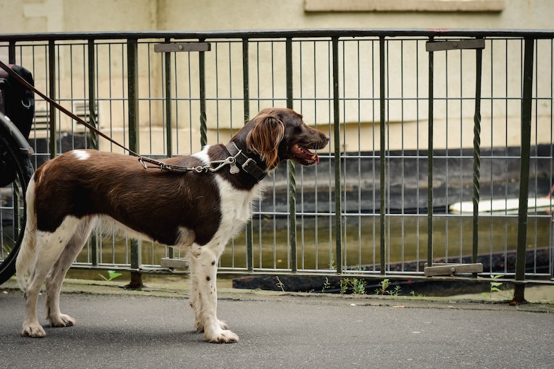 Kleiner Münsterländer