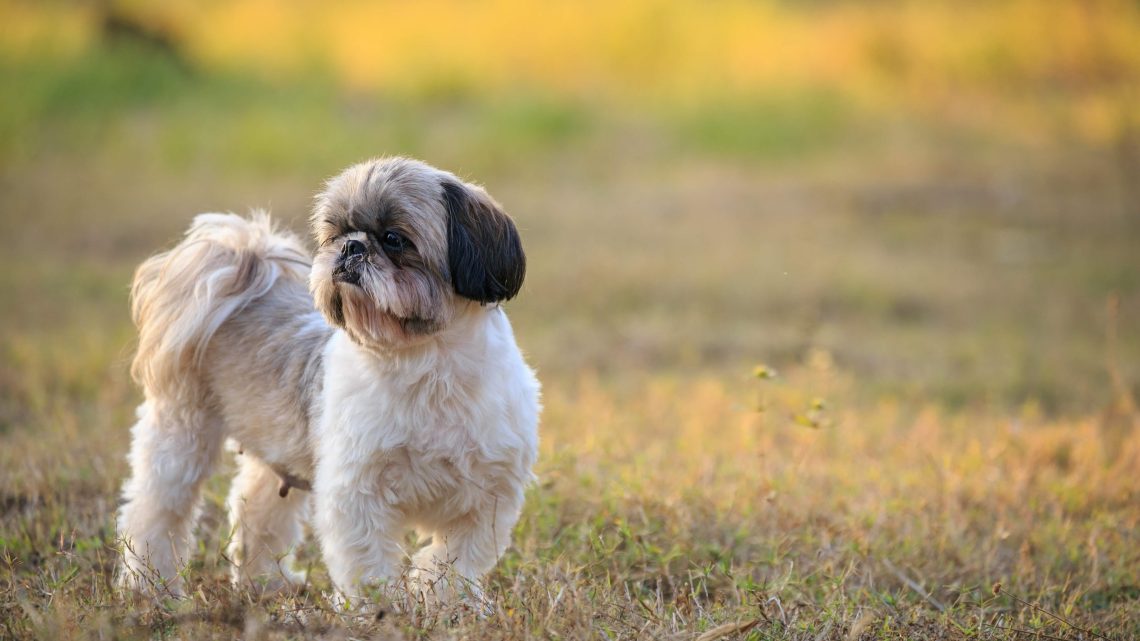 Shih Tzu