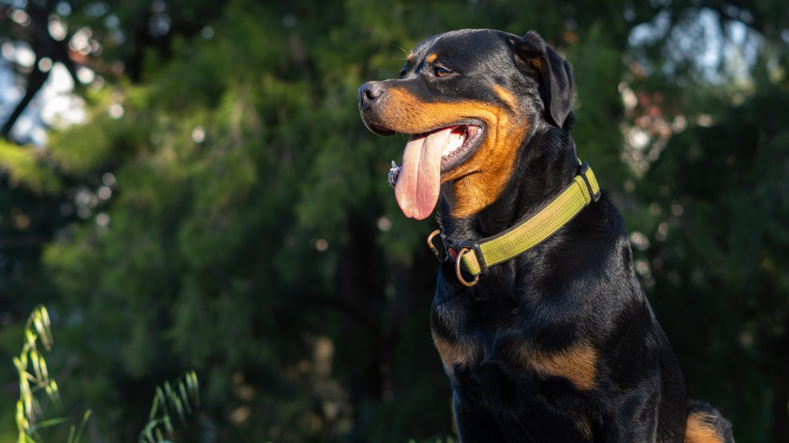 Rottweiler