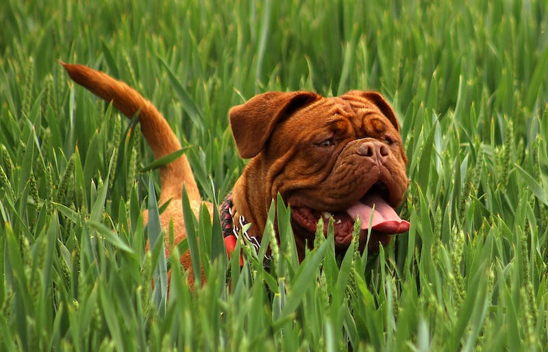 Dogue de Bordeaux