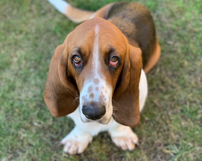 Basset Hound