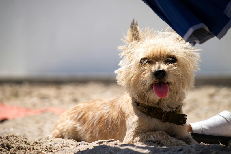 Cairn Terrier